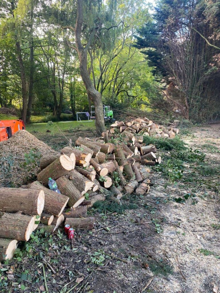 This is a photo of a wood area which is having multiple trees removed. The trees have been cut up into logs and are stacked in a row. Cranfield Tree Surgeons